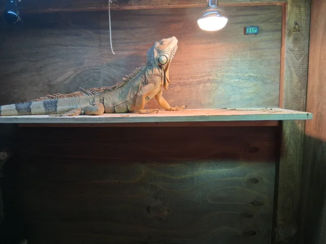Karma’s A Fish celebrates anniversary